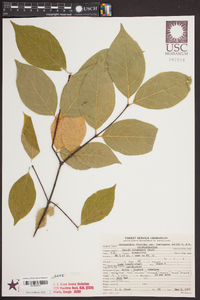 Calycanthus floridus var. laevigatus image