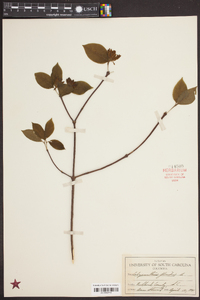 Calycanthus floridus image