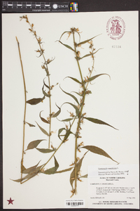 Campanulastrum americanum image