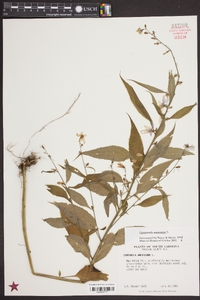 Campanulastrum americanum image