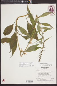 Campanulastrum americanum image