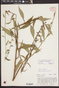 Campanulastrum americanum image