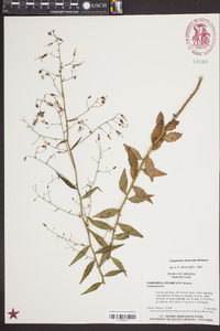 Campanula divaricata image