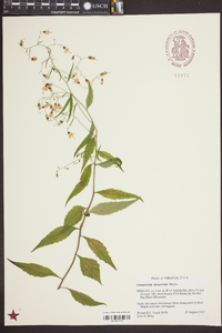 Campanula divaricata image