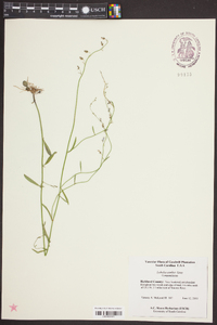 Lobelia canbyi image