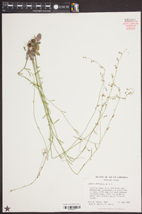 Lobelia nuttallii image