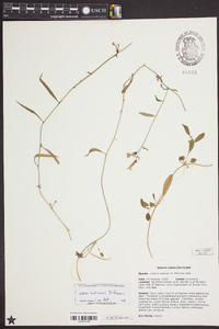 Lobelia batsonii image