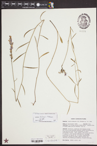 Lobelia batsonii image