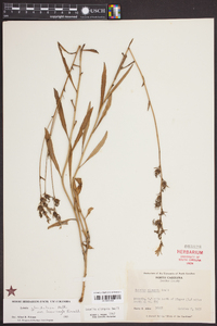 Lobelia glandulosa image