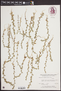 Triodanis perfoliata var. biflora image