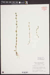 Triodanis perfoliata var. biflora image