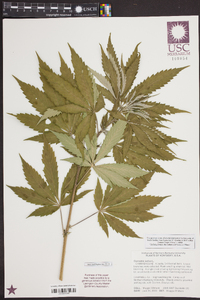 Cannabis sativa image