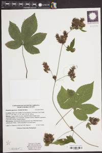 Humulus japonicus image