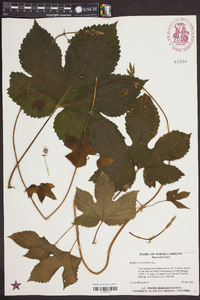 Humulus lupulus image