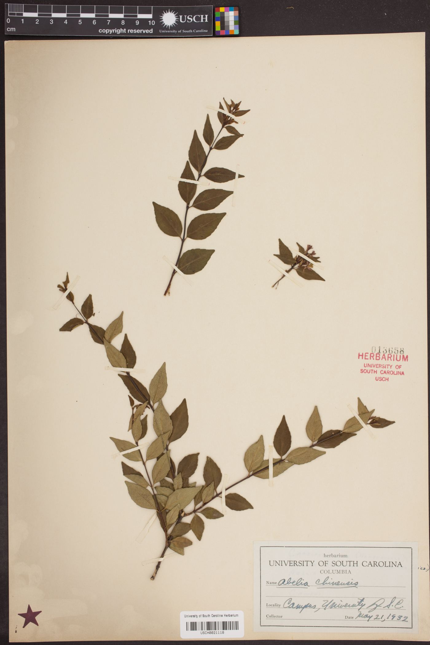 Abelia chinensis image