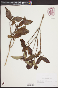 Diervilla sessilifolia image