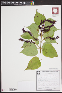 Leycesteria formosa image