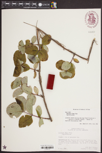 Lonicera flava image