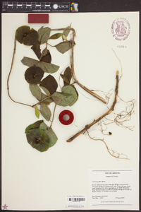 Lonicera flava image