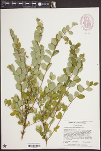 Symphoricarpos orbiculatus image