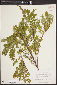 Symphoricarpos orbiculatus image