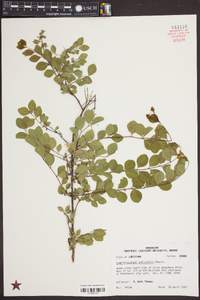 Symphoricarpos orbiculatus image