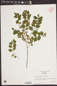 Symphoricarpos orbiculatus image