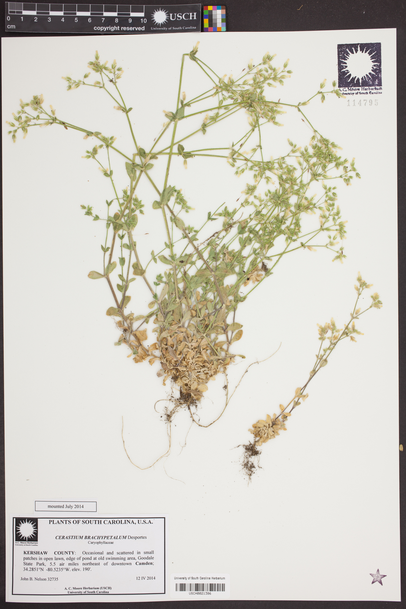 Cerastium brachypetalum image