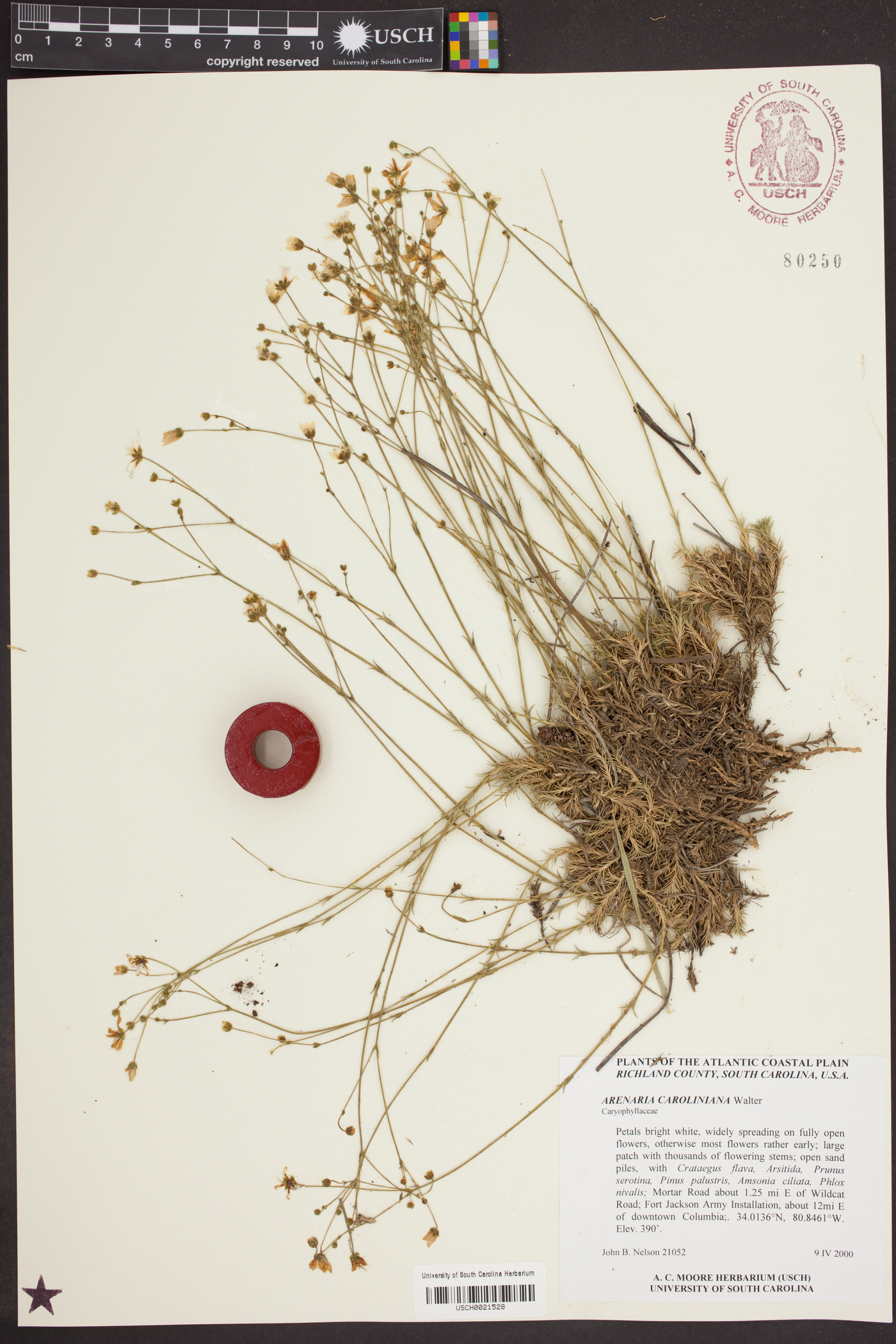 Sabulina caroliniana image