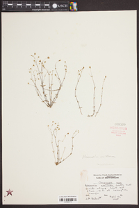 Mononeuria uniflora image