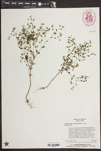 Paronychia canadensis image