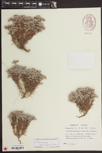 Polycarpaea corymbosa image