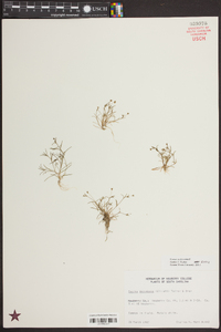 Sagina decumbens image