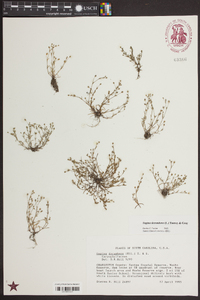 Sagina decumbens image