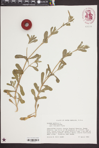 Silene gallica image