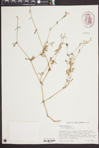 Silene gallica image