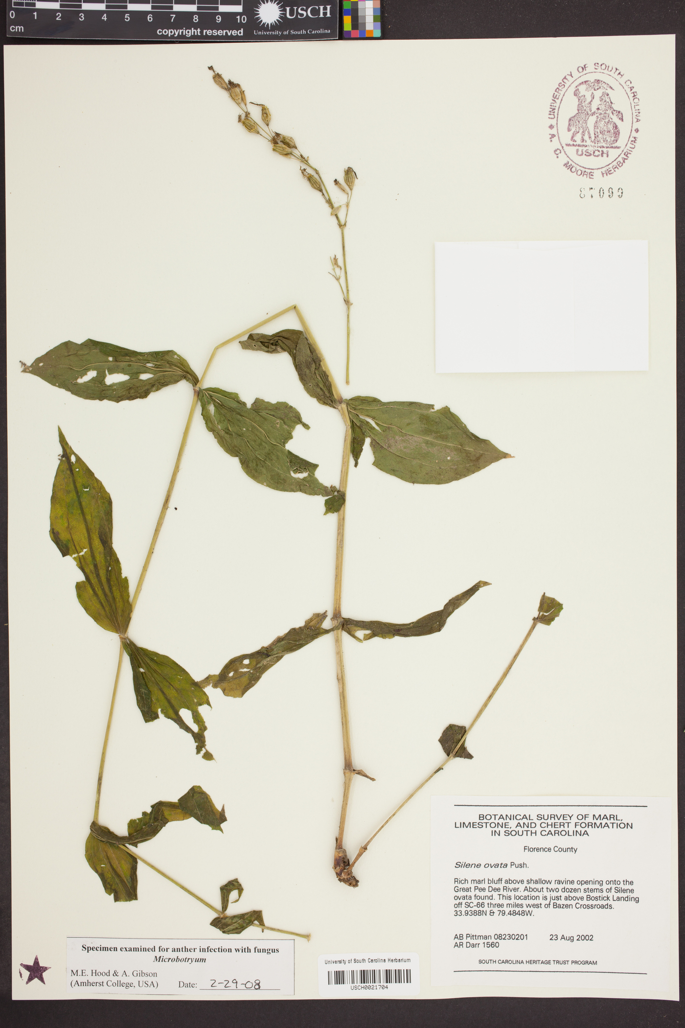 Silene ovata image