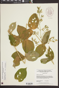 Silene ovata image