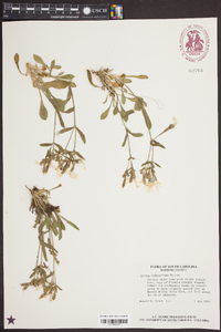 Silene caroliniana image