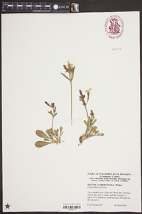 Silene caroliniana image