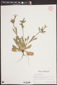 Silene caroliniana image