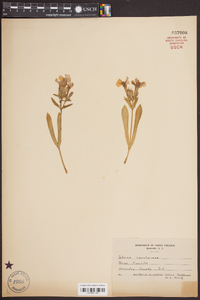 Silene caroliniana image