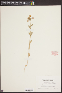 Silene caroliniana image