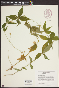 Silene stellata image