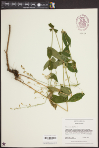 Silene stellata image