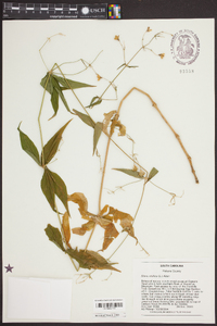 Silene stellata image