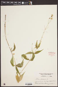 Silene stellata image