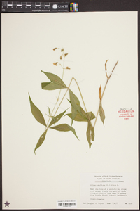 Silene stellata image