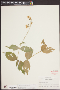 Silene ovata image