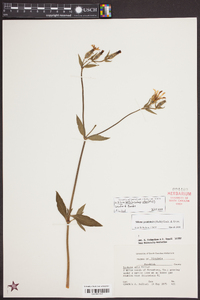 Silene latifolia image